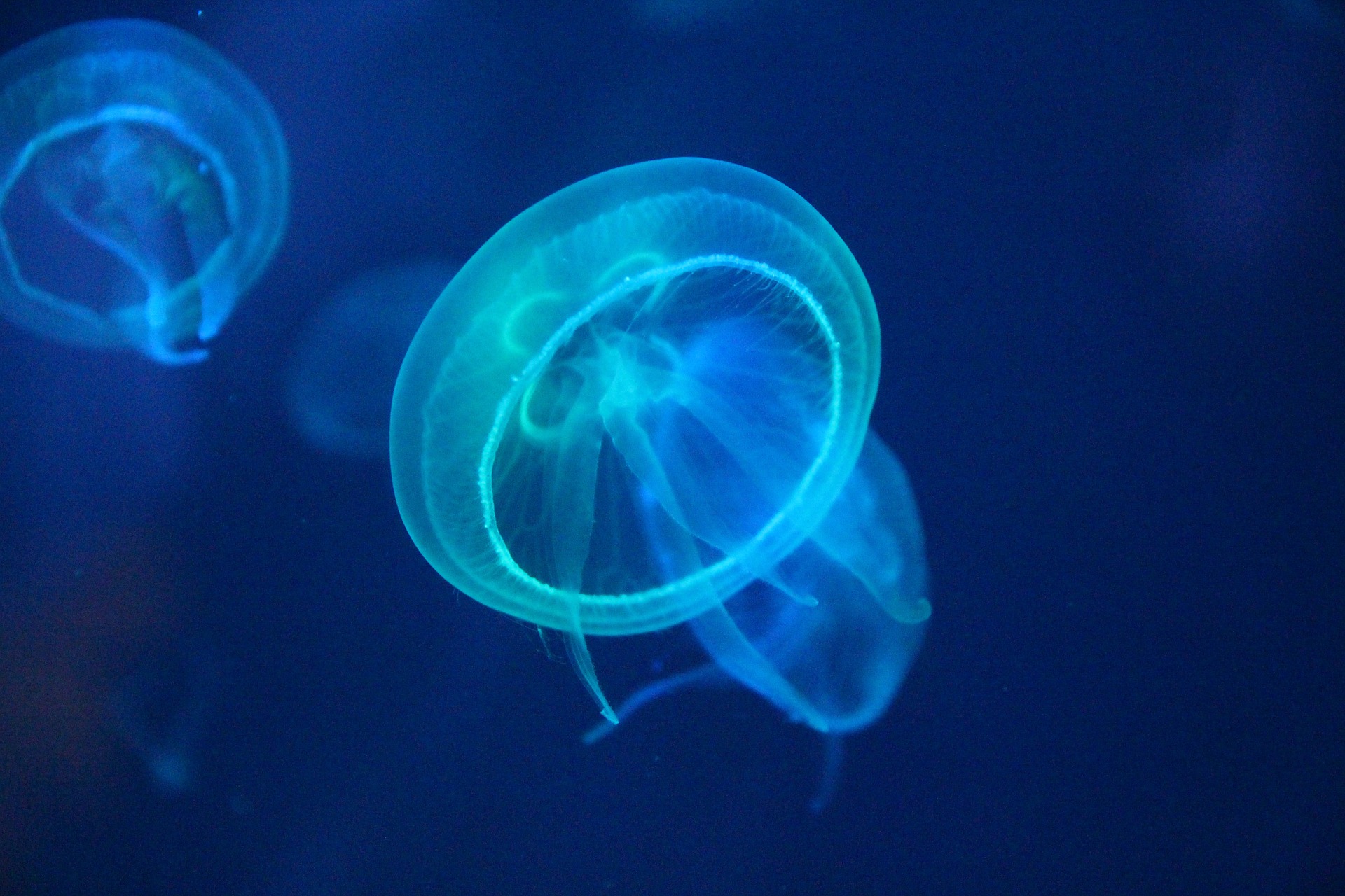 jellyfish-796521_1920