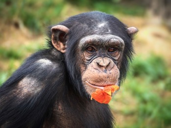chimpanzee-3703198_640