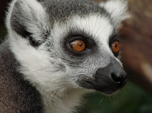 lemur-108450_640